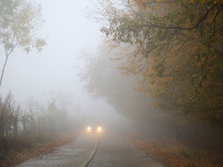  Nebel, Bäume und Scheinwerferlicht von fahrendem Auto