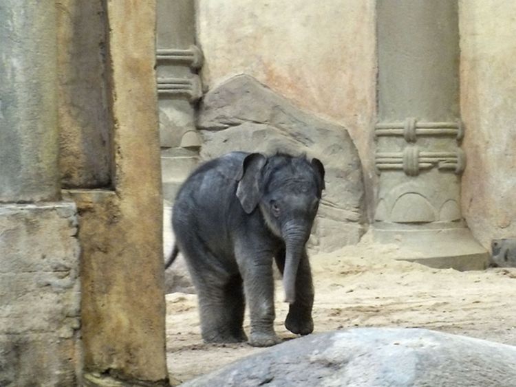  Elefantenbaby