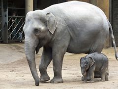  Elefantenbaby
