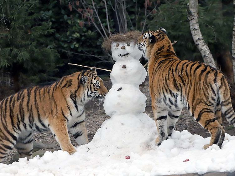  Tiger im Schnee