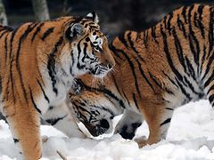  Tiger im Schnee 2