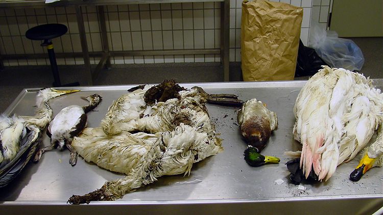  Tote Vögel auf einen Labortisch im Institut für Hygiene und Umwelt zur Untersuchung auf Vogelgrippe