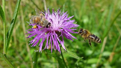  Bienen an Flockenblume