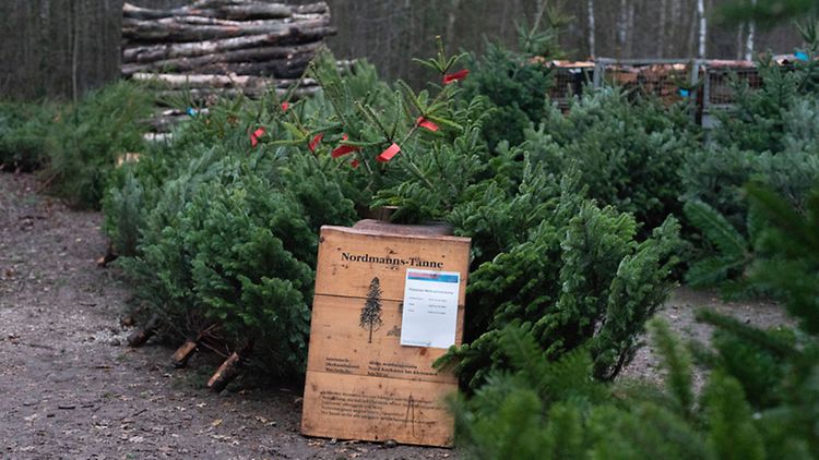  Weihnachtsbaumverkauf im Forst Klövensteen