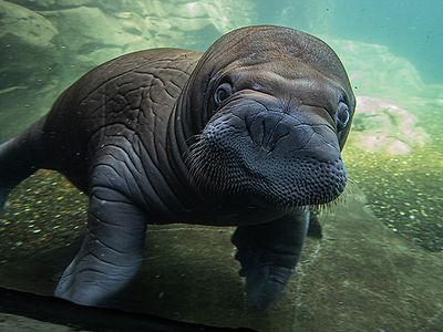  Das kleine Walross Fiete schwimmt und drückt die Schnauze an eine Glaswand des großen Aquariums.
