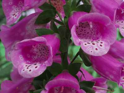  Fingerhut (Digitalis purpurea) - Giftpflanze des Jahres 2007