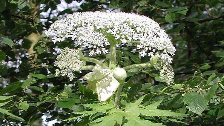  Herkulesstaude - Heracleum mantegazzianum - Giftpflanze des Jahres 2008
