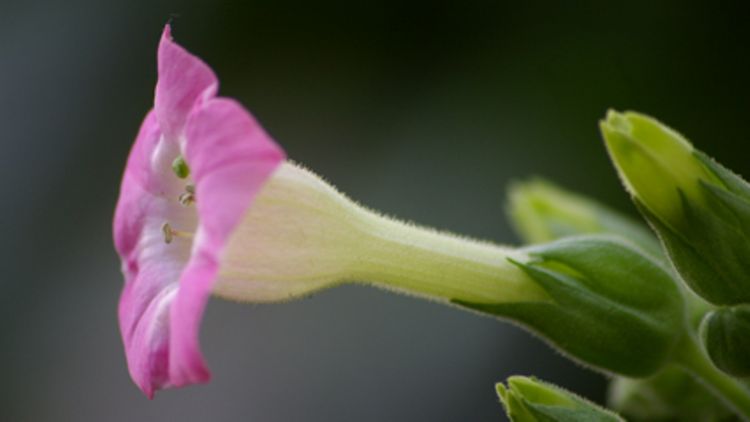  Tabak (Nicotiana tabacum) - Giftpflanze des Jahres 2009