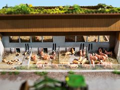  Diorama zeigt Schweine in offener Stallhaltung