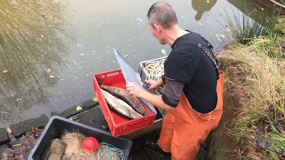 Fische aus den Neuallermöher Fleeten werden zur Untersuchung verpackt.