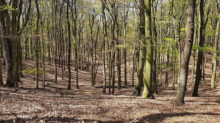 Wald in Eißendorf