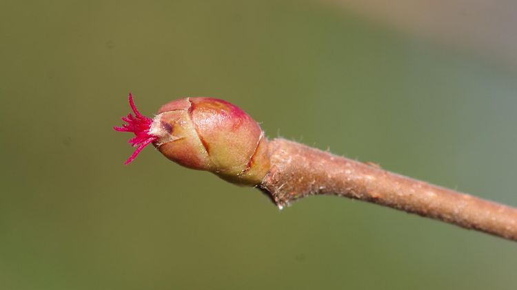  Corylus avellana - weiblich