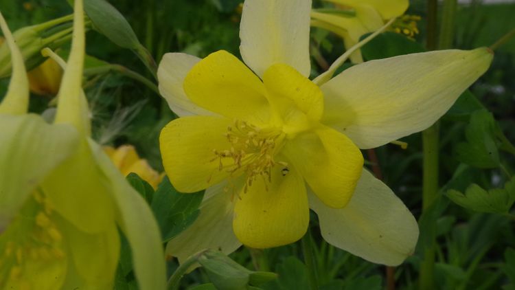  Aquilegia chrysantha 'Yellow Queen'