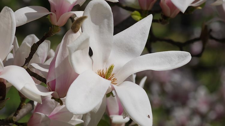  Magnolia x soulangeana
