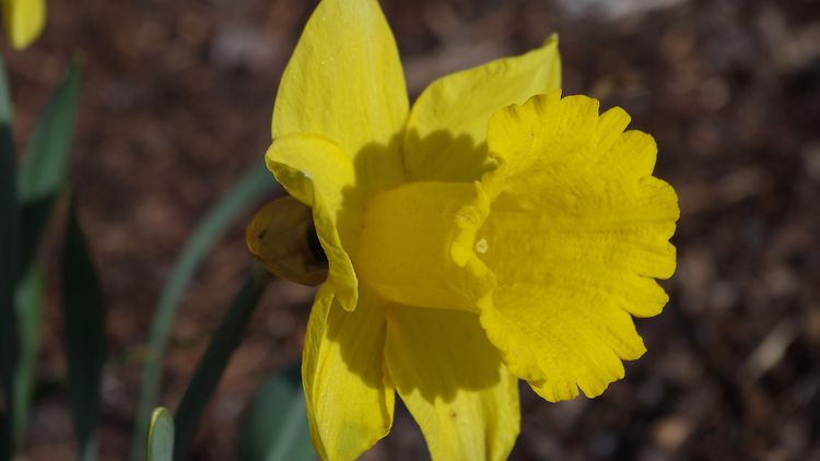  Narcissus 'Golden Harvest'