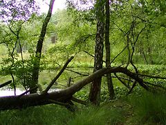  Umgestürzter Baum im Duvenstedter Brook