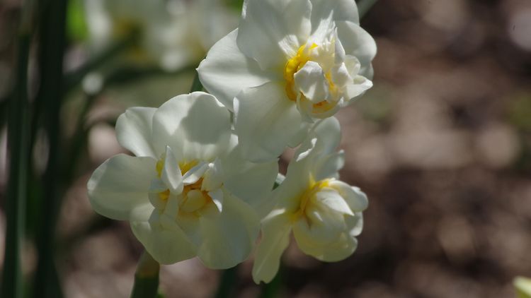  Drei Narzissen-Blüten in weiß mit gelb