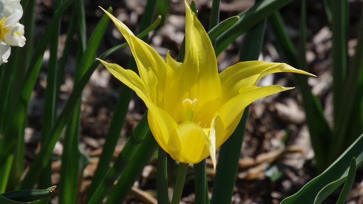  Tulpe in gelb mti spritzen Blütenblättern