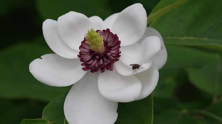  Magnolia sieboldii