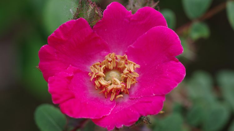  Rosa sweginzowii 'Macrocarpa'