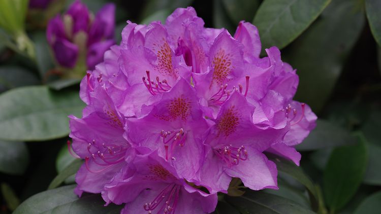  Rhododendron 'Catawbiense Grandiflorum'
