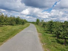  Radweg mit Obstbäumen und wolkigem Himmel
