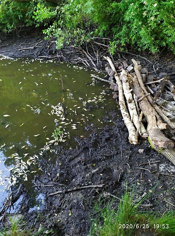 Tote Fische am Lottbeker Teich
