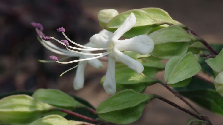  Clerodendrum trichotomum fargesii