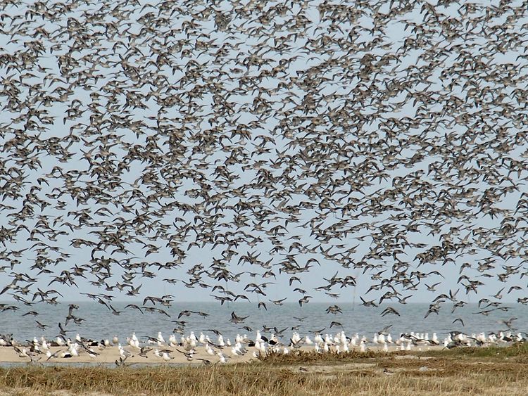  Rastvögel am Wattenmeer