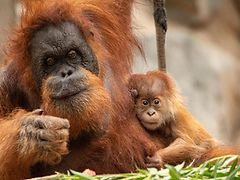  Eine Orang-Utan-Mutter und ihr ein Orang-Utan Baby gucken neugierig in die Kamera. 