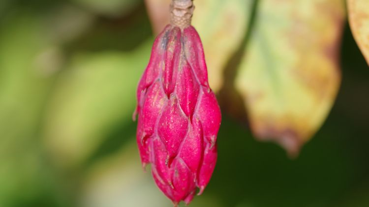  Magnolia sieboldii