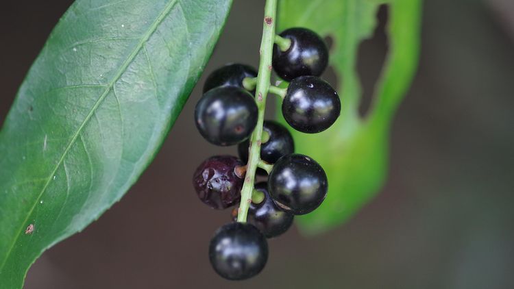  Kirschlorbeer (Prunus laurocerasus) - Giftpflanze des Jahres 2013