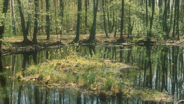 NSG Eppendorfer Moor (3)