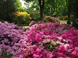  Azaleen im Rhododendron-Park Bremen