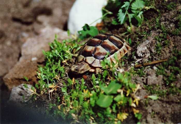 Breitrandschildkröte Foto: Angelika Erbacher