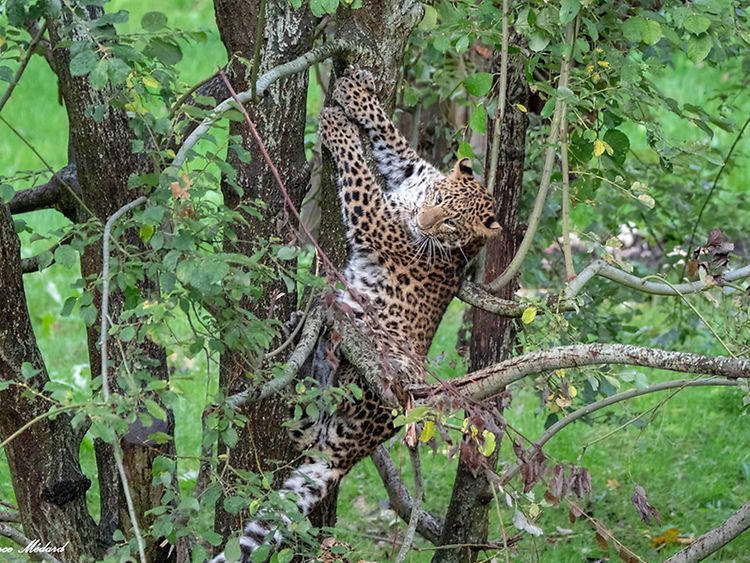  Ein Leopard klettert auf einem Baum.
