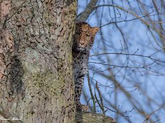  Leopard sitzt auf einem Baum.
