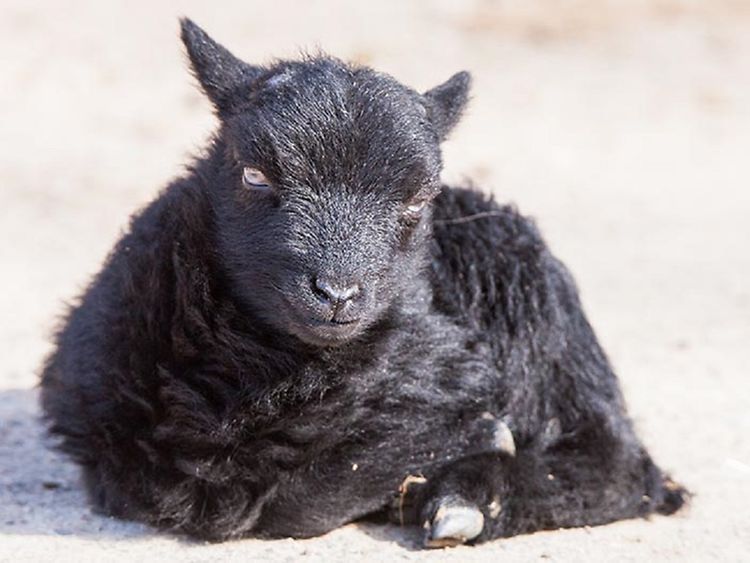  Ein schwarzes kleines Schaf liegt auf dem Boden. 