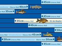  Ein Zentimetermaß mit verschiedenen Hamburger Fischarten und deren erlaubten Fanglängen.