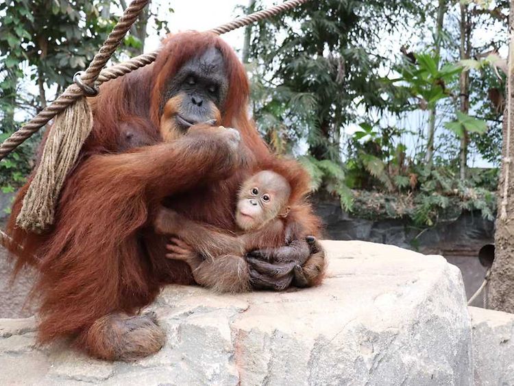  Ein Sumatra Orang-Utan hält einen kleinen Sumatra Orang-Utan im Arm. Sie sitzen auf einem Stein.