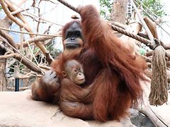  Ein Sumatra Orang-Utan hält einen kleinen Sumatra Orang-Utan im Arm. Sie sitzen auf einem Stein.