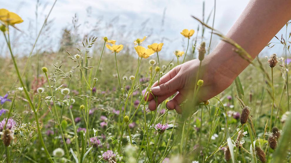 Eine Hand streift durch eine Wiese voller Wildblumen.