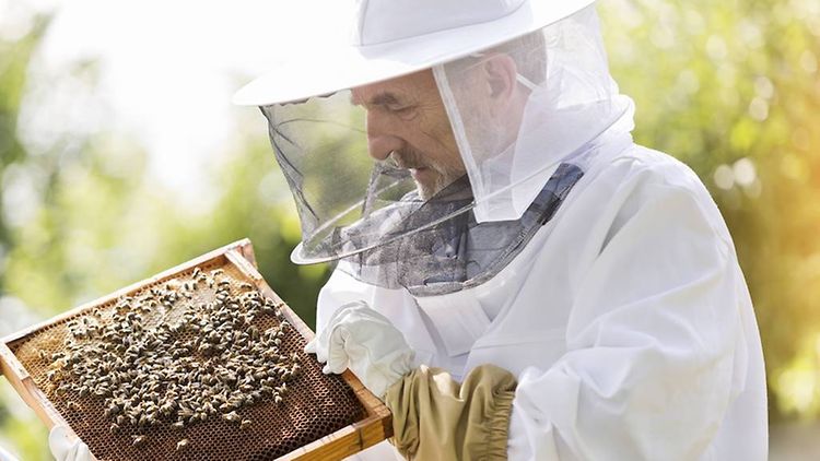  Ein Imker hält Bienen in der Hand.