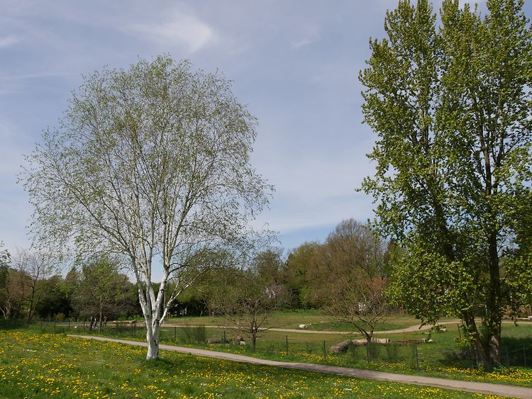  Wiese, kleiner Weg und ein paar Bäume im Lise-Meitner-Park