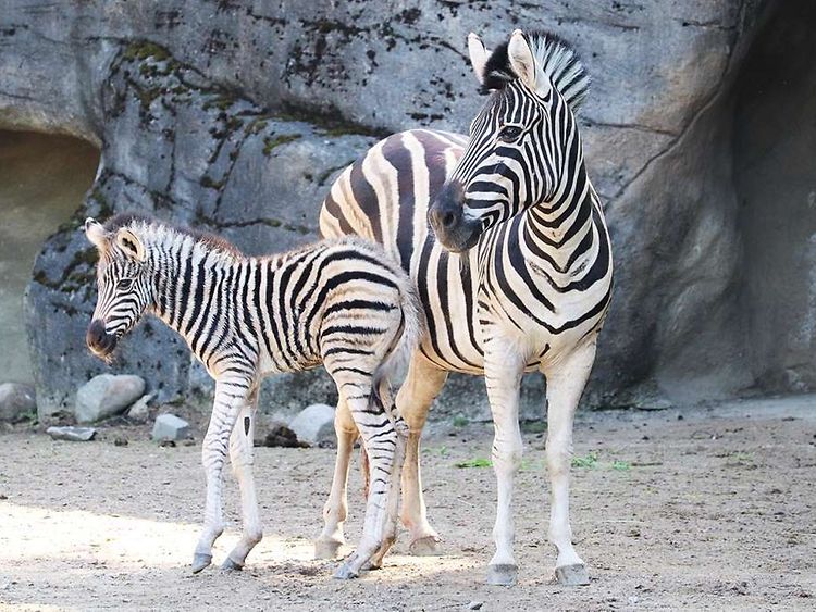  Auf dem Bild ist ein kleines schwarz-weiß gestreiftes Zebra mit größeren Zebras zu sehen.