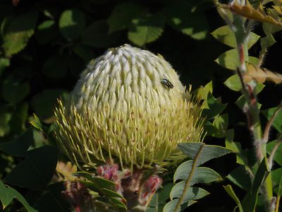  Banksia baxteri