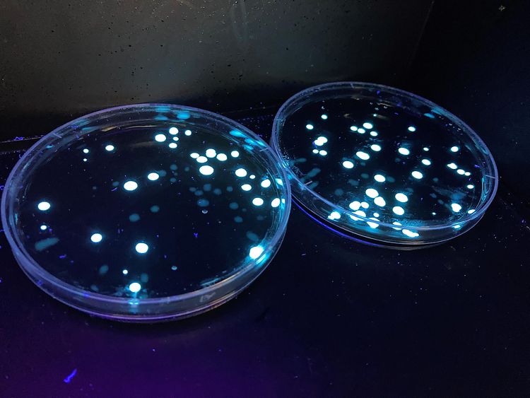  Fluoreszierende Kolonien des Bakteriums Legionella anisa aus Trinkwasser-Proben