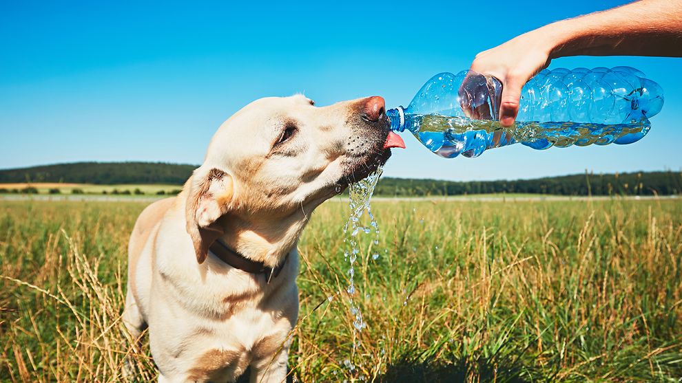 Ein Hund steht auf einer Wiese und bekommt von einer Hand eine Wasserflasche gereicht.