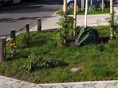  Patenschaft im Stadtgrün - Beispiel 3 - Rasenfläche mit Grünpflanzen