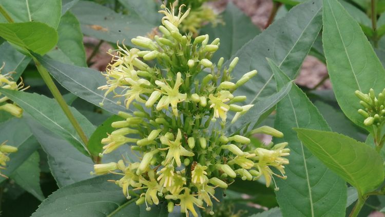  Buschgeißblatt | Diervilla sessilifolia